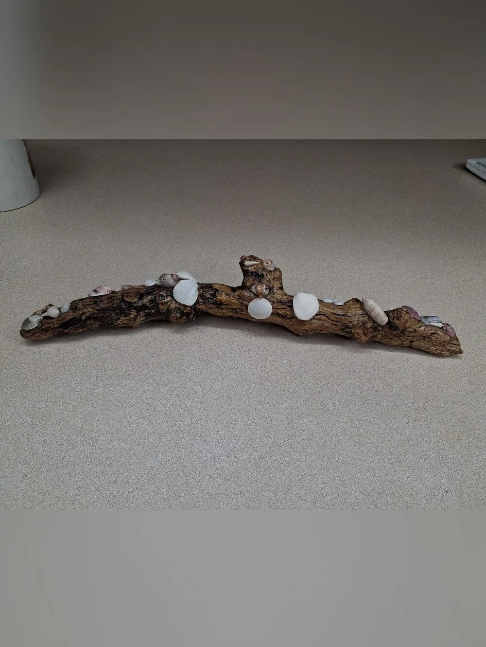 Driftwood Decor with Natural Shell Accents - White & Brown